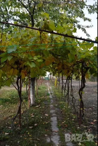 Вила под наем , снимка 3 - Вили - 48984758