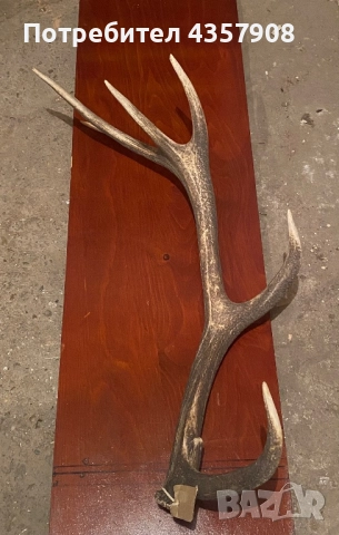 Рога на благороден Елен 