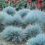 Фестука, синя трева / Festuca glauca, снимка 1 - Градински цветя и растения - 39298216