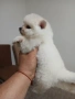 Mini Pomeran , снимка 4
