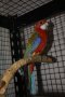 Различни видове Папагали , снимка 8
