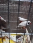 Продавам зеброви амадини джъмбо , снимка 4