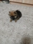 Mini Pomeran, снимка 1