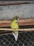 папагали малък Александър розела, снимка 4