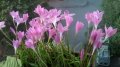 Продавам луковици на зефирантес , снимка 1 - Градински цветя и растения - 28076162