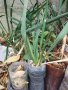 Вкоренени растения студоустойчива Юка на 1-3 год., снимка 5