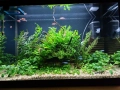 Напълно оборудван и работещ аквариум , снимка 7