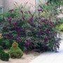 Будлея Черен Рицар, Buddleia Blasck Knight, снимка 1 - Градински цветя и растения - 39423671