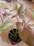 Syngonium Regina Red , снимка 2