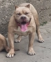 Американско були хл American bully XL, снимка 4