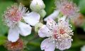 Розово цъфтяща сладка къпина (Лох мери), снимка 1 - Градински цветя и растения - 27265616