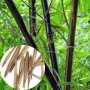 100 бр бамбукови семена от черен бамбук Black Bamboo растение декорация за двора и градината, снимка 7