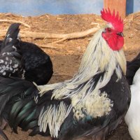Шведски Исбар, три цвята, яйца и пилета, снимка 3 - Кокошки и пуйки - 42957901