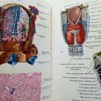 Анатомия Человека - М.Курепикина,Г.Воккен - 1963г. , снимка 14 - Специализирана литература - 39010401