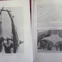 1956г.Научна Книга Илюстрации за Рибите и Водните Обитатели, снимка 5 - Антикварни и старинни предмети - 44029993