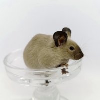Сиамски мишки Siamese Sable , снимка 3 - Други - 43391311