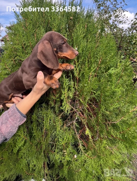  МИНИ Дакел, снимка 1