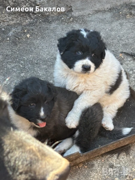 Продавам малки български овчарски кученца, снимка 1