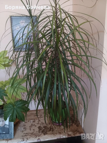 Палма драцена , снимка 1