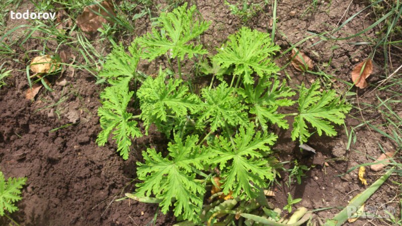 Индрише , снимка 1