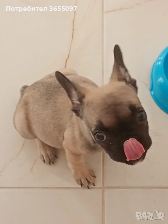 Мъжки френски булдог , снимка 1