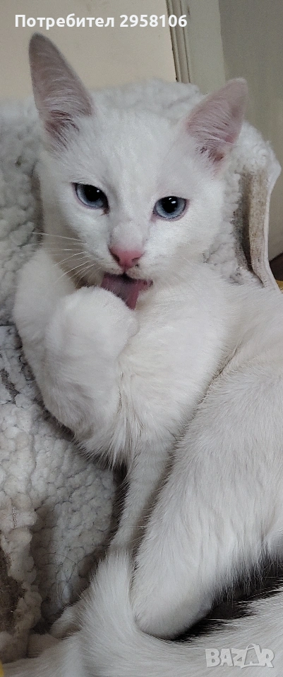 бяло мъжко коте, сини очи, 5 мес., снимка 1