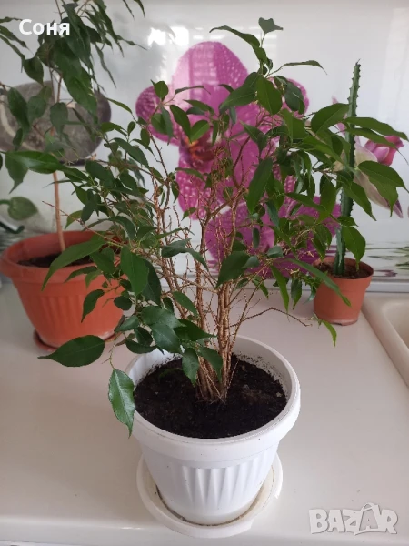 Различни кактуси,каучуково цвете, копривки и др.цветя, снимка 1