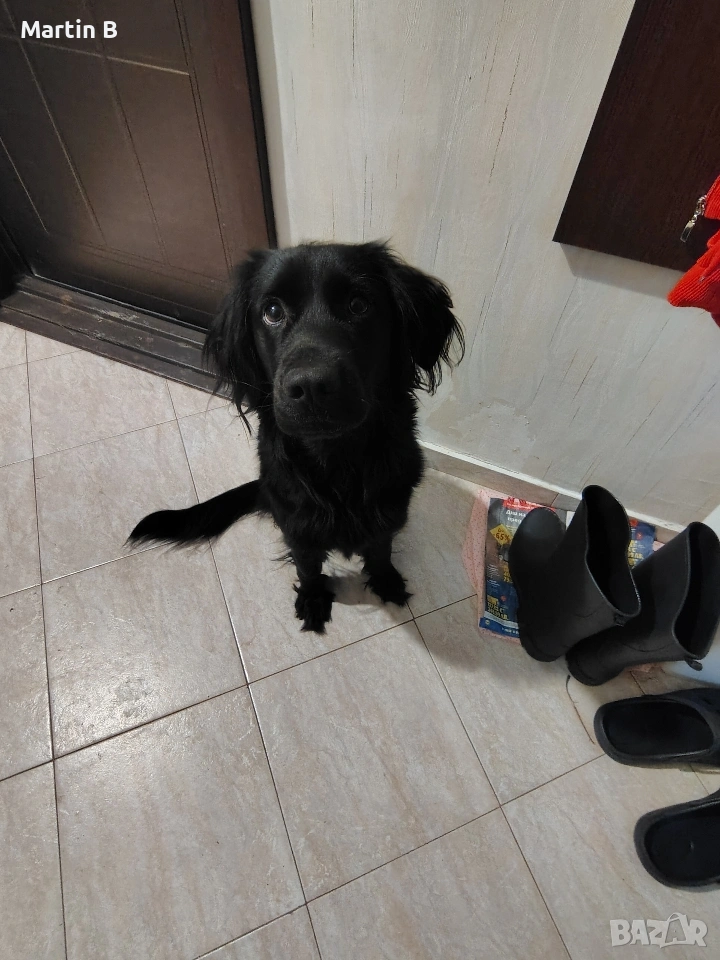 Подарявам женско куче на 1 година и 3 месеца, снимка 1