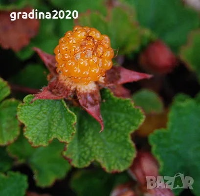 Пълзяща къпина Creeping Bramble, снимка 1