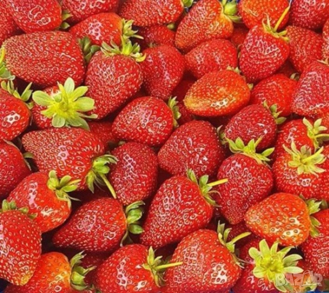 Целогодишни ягоди Албион - разсад на гол корен или в чашки, снимка 1