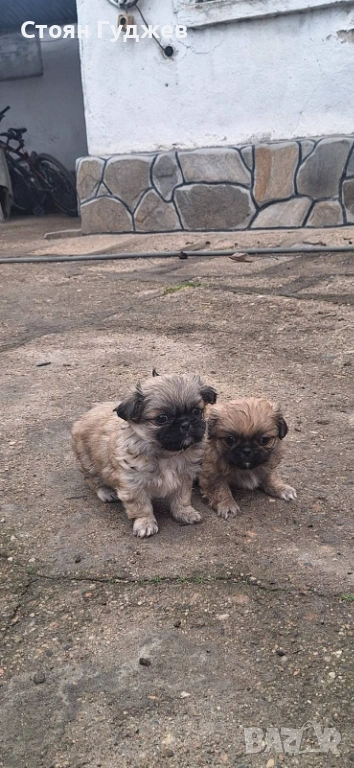  пекинезчета, снимка 1