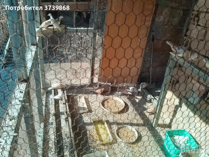  гугутки скумрии, снимка 1