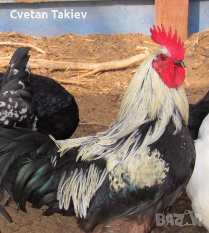 Шведски Исбар, три цвята, яйца и пилета, снимка 3 - Кокошки и пуйки - 42957901