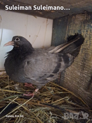 Продавам гълъби на въртене и глас цена за 4те двойки 80 лв, снимка 4 - Гълъби - 53213860