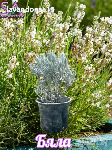 Лавандула в саксии-сортове, снимка 7 - Градински цветя и растения - 47333197