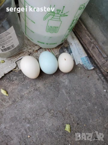 млади домашни петли , снимка 9 - други­ - 47610041