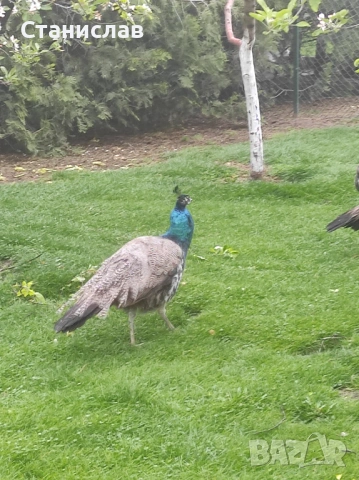 Продавам пауни, снимка 2 - други­ - 53481768