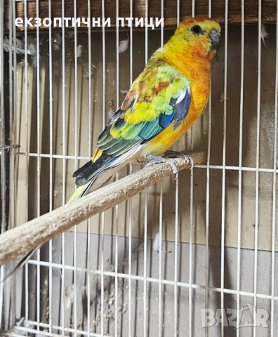Продавам Пойни Папагали , снимка 10 - Папагали - 52528413