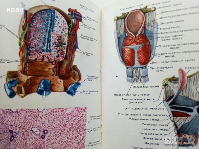 Анатомия Человека - М.Курепикина,Г.Воккен - 1963г. , снимка 14 - Специализирана литература - 39010401
