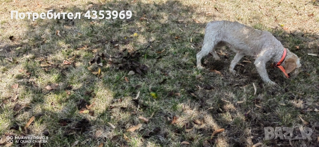 Куче за Трюфели. , снимка 5 - Други - 51440985