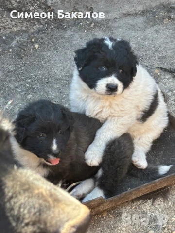 Продавам малки български овчарски кученца, снимка 1