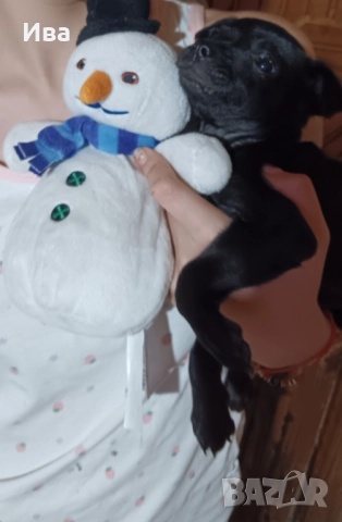 Свободна ваксинирана чистокръвна мини пинчер дама, снимка 6 - Пинчер - 52720639