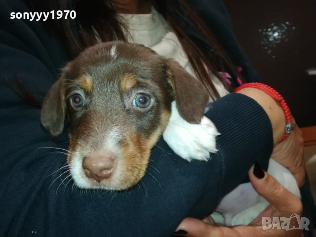 ДЖАК-женско КУТРЕ 2609250834, снимка 3 - Джак ръсел териер - 51842348