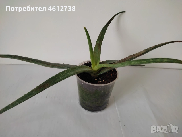 Алое Вера,сциндапсус,драцена,традесканция и хлорофитум, снимка 7 - Стайни растения - 53375558