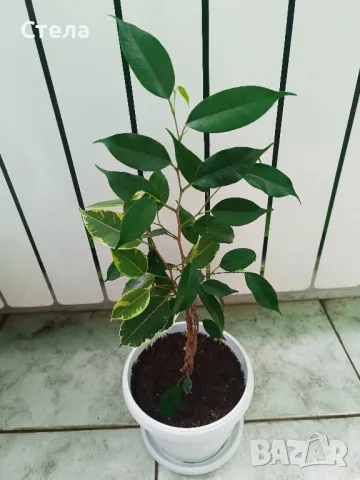 Бенджамин, Хлорофитум, Бегония, Женшен, Фикус , снимка 6 - Стайни растения - 41867611