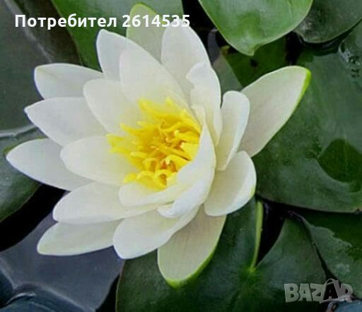 Водна Лилия, снимка 5 - Градински цветя и растения - 28315523