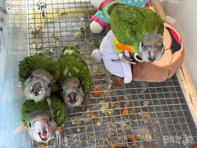 Папагали Сенегалски , снимка 6 - Папагали - 49275270