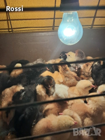 Дворни пиленца, снимка 2 - Кокошки и пуйки - 53276186