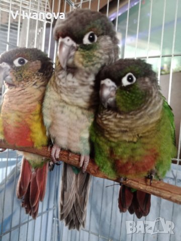 Социални бебета папагали пирура, снимка 1