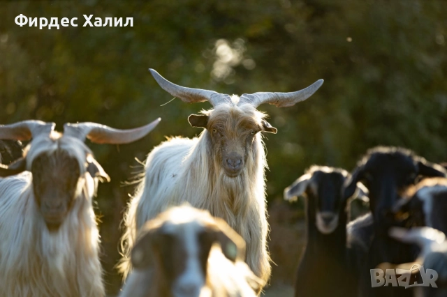 Продавам, снимка 2 - Кози - 52965162